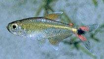 Image of Hemigrammus rodwayi 