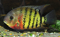 Image of Heros severus (Banded cichlid)