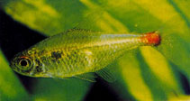 Image of Hemigrammus stictus 