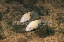 Image of Herichthys tamasopoensis (Tamasopo cichlid)