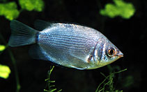 Image of Helostoma temminckii (Kissing gourami)