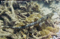 Image of Hemiscyllium trispeculare (Speckled carpetshark)