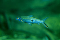 Image of Hemiodus unimaculatus 