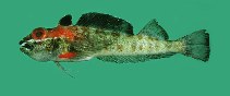 Image of Helcogramma vulcana (Volcano triplefin)