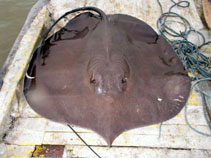 Image of Urogymnus polylepis (Giant freshwater whipray)