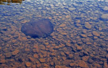 Image of Urogymnus dalyensis (Freshwater whipray)