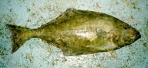 Image of Hippoglossus hippoglossus (Atlantic halibut)