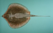 Image of Brevitrygon imbricata (Coromandel whipray)