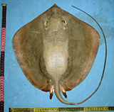 Image of Maculabatis randalli (Arabian banded whipray)