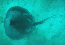 Image of Styracura schmardae (Chupare stingray)