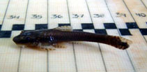 Image of Hisonotus taimensis 