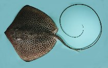 Image of Himantura uarnak (Honeycomb stingray)