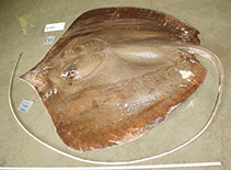 Image of Pateobatis uarnacoides (Whitenose whipray)