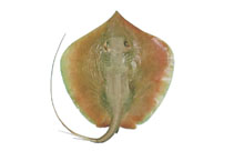 Image of Brevitrygon walga (Bengal whipray)