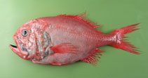 Image of Hoplostethus atlanticus (Orange roughy)