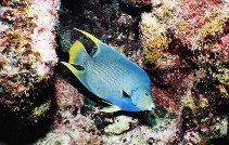 Image of Holacanthus bermudensis (Angelfish)