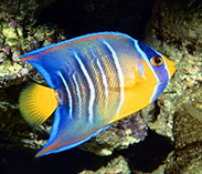 Image of Holacanthus ciliaris (Queen angelfish)