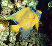 Image of Holacanthus ciliaris (Queen angelfish)