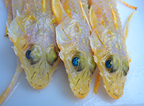 Image of Hoplichthys citrinus (Lemon ghost flathead)