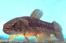 Image of Hoplias lacerdae 