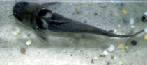 Image of Horabagrus nigricollaris 