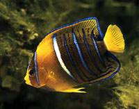 Image of Holacanthus passer (King angelfish)