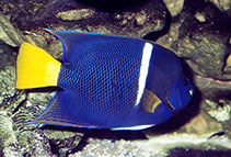 Image of Holacanthus passer (King angelfish)