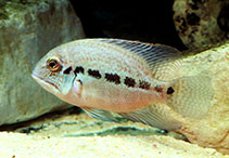 Image of Hoplarchus psittacus 