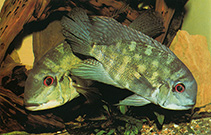 Image of Hoplarchus psittacus 