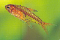 Image of Hyphessobrycon amandae (Ember tetra)