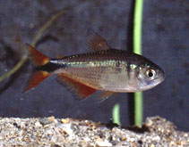 Image of Psalidodon anisitsi (Buenos Aires tetra)