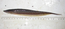 Image of Hypopomus artedi 