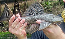 Image of Hypostomus aspidolepis (Panama suckermouth)