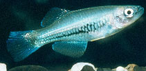 Image of Hypsopanchax catenatus (Chain lampeye)