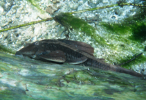 Image of Hypostomus cochliodon 