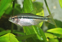 Image of Hyphessobrycon comodoro (Emerald green tetra)