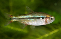 Image of Hyphessobrycon comodoro (Emerald green tetra)