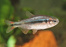 Image of Hyphessobrycon comodoro (Emerald green tetra)