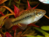 Image of Hypseleotris compressa (Empire gudgeon)