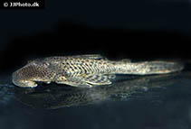 Image of Hypostomus cordovae 