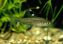 Image of Hyphessobrycon dorsalis 