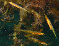 Image of Hypoptychus dybowskii (Korean sandlance)