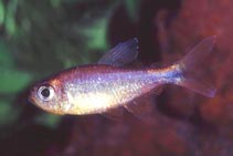 Image of Hyphessobrycon eos (Dawn tetra)