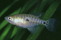 Image of Hypsolebias flagellatus 