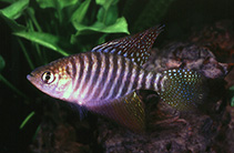 Image of Hypsolebias flagellatus 