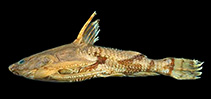 Image of Hypodoras forficulatus 