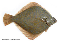 Image of Pleuronichthys guttulatus (Diamond turbot)