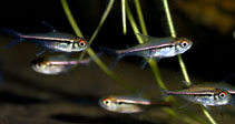 Image of Hyphessobrycon heterorhabdus (Flag tetra)