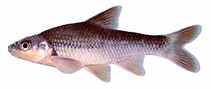 Image of Hybopsis hypsinotus (Highback chub)