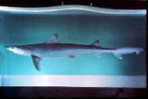 Image of Hypogaleus hyugaensis (Blacktip tope)